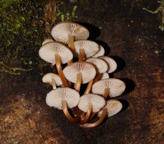 Mycena tuvara
