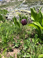 Fritillaria macedonica