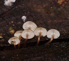 Mycena tuvara