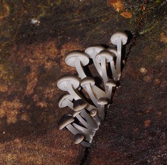Mycena tuvara