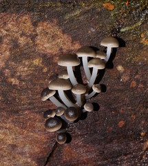 Mycena tuvara