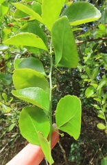 Gymnosporia maranguensis