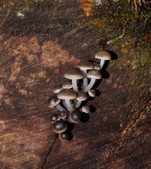 Mycena tuvara