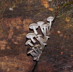 Mycena tuvara