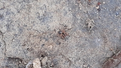 Stenaelurillus sarojinae