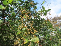 Gymnosporia maranguensis