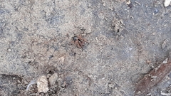 Stenaelurillus sarojinae