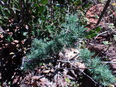 Asparagus spinescens