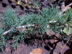 Asparagus spinescens