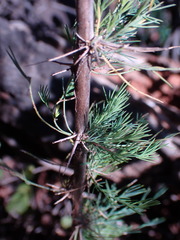 Asparagus spinescens