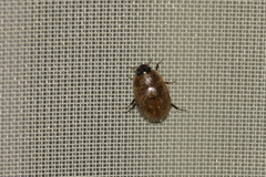 Enochrus melanocephalus