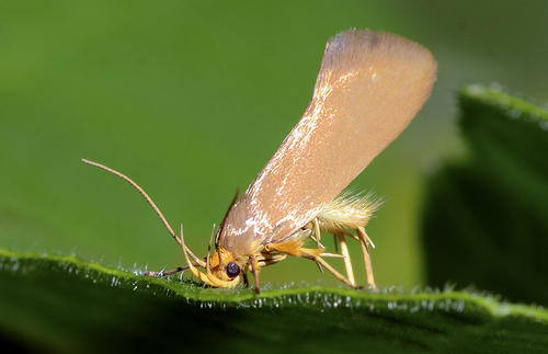 Golden-brown Tubic