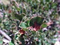 Diospyros scabrida