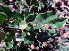 Diospyros scabrida