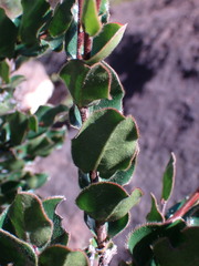 Diospyros scabrida