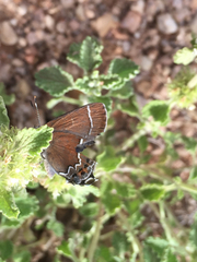 Callophrys spinetorum