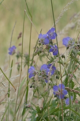 Geranium pratense