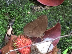 Faunis canens arcesilas