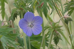 Geranium pratense