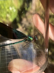 Calopteryx virgo