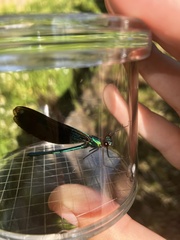 Calopteryx virgo