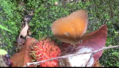 Faunis canens arcesilas