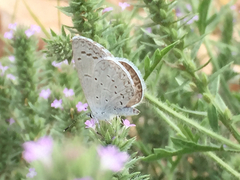 Celastrina echo cinerea