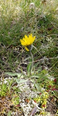 Hieracium pilosum