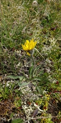 Hieracium pilosum