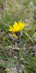 Hieracium pilosum
