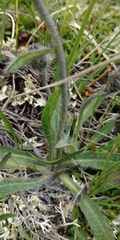 Hieracium pilosum