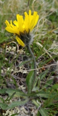 Hieracium pilosum