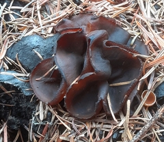 Plicaria endocarpoides