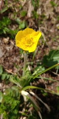 Geum montanum