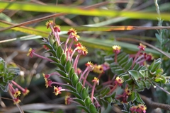 Struthiola argentea