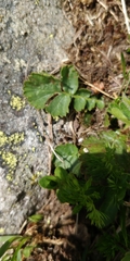 Geum montanum