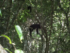 Alouatta