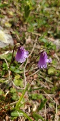Soldanella pusilla