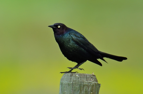 Brewer's Blackbird, photo 7 of 7