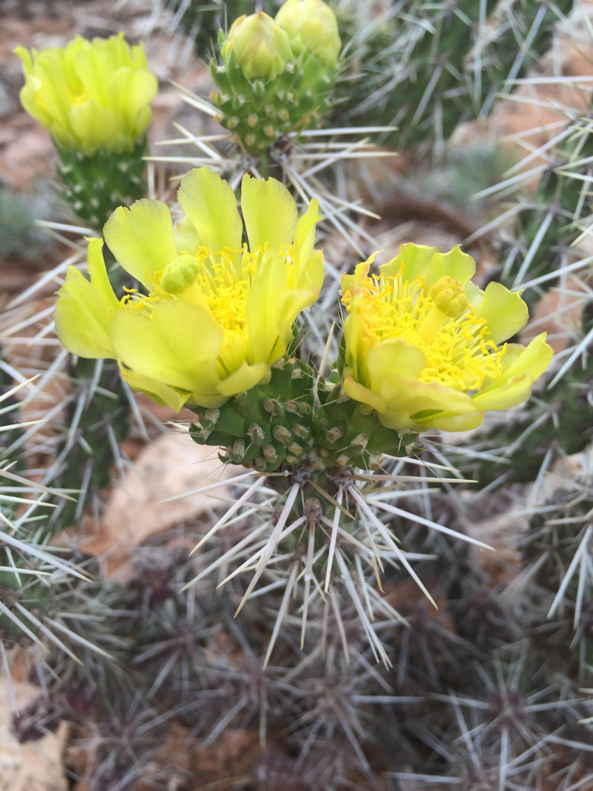 Cylindropuntia whipplei