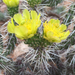Cylindropuntia whipplei - Photo no hay derechos reservados, uploaded by Robb Hannawacker