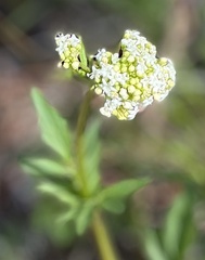 Valeriana occidentalis