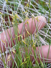 Carex pauciflora