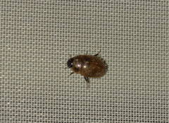 Enochrus melanocephalus