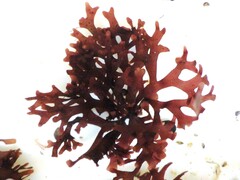 Ahnfeltiopsis devoniensis