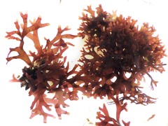 Ahnfeltiopsis devoniensis