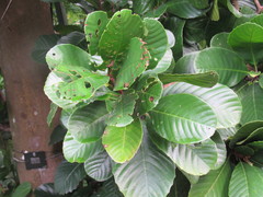 Dillenia retusa
