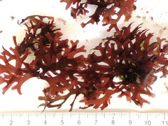 Ahnfeltiopsis devoniensis