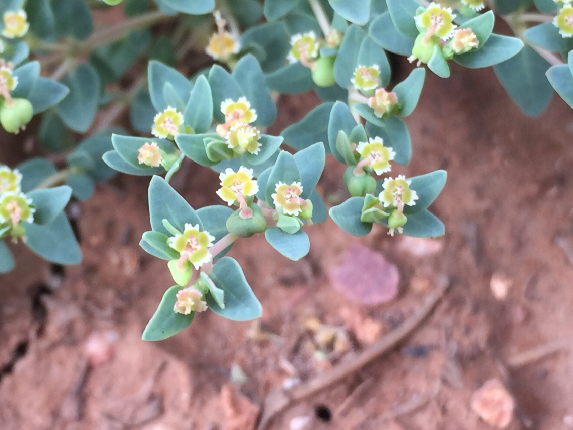 Euphorbia fendleri