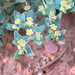 Euphorbia fendleri - Photo no hay derechos reservados, uploaded by Robb Hannawacker